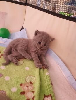 BKH Kitten - Nördlingen