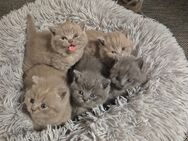 BKH kitten, britische kurzhaar katzenbabys - Essen