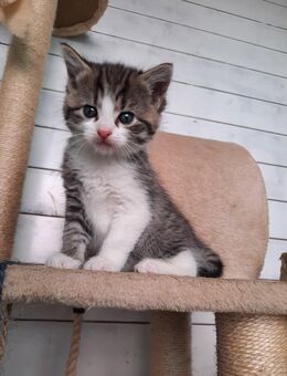 Babykatzen suchen liebevolles zu Hause - Burglengenfeld