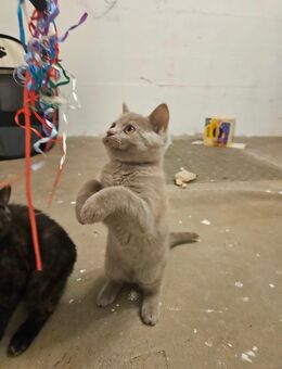 Kitten BKH / BLH - Fürstenfeldbruck