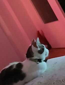 Kàtzchen 7 Monate - Oelsnitz (Erzgebirge)