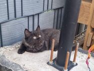 Babykätzchen Türkische Angora/Heilige Birma - Brühl (Nordrhein-Westfalen)