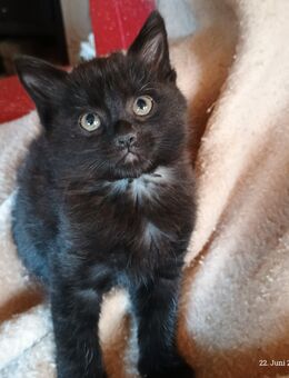 Drollige BKH-Hauskatzen- Mix Babys suchen einen Kuschelplatz auf eurem Sofa ! - Werdau