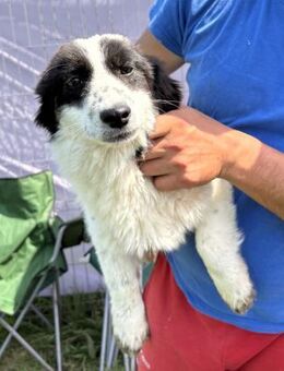 Enno - zurückhaltend und verträglich - Westerholt