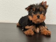 Wunderschöne Yorkshire Terrier welpen - Düren Zentrum