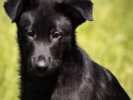 Bezaubernder Border-Collie Mudi Mix - Havixbeck