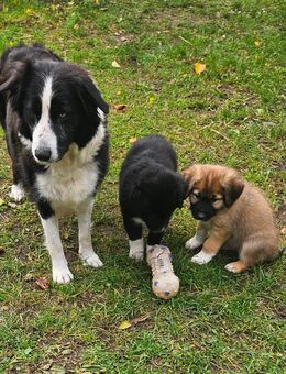 Bordercollie mix Welpen - Naundorf