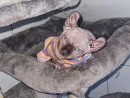 Sphynx-Kitten