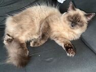 Heilige Birma Kater - Mönchengladbach