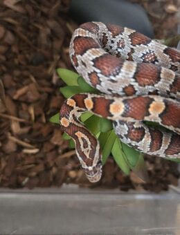 Kornnattern 4 Monate alt abzugeben - Südharz