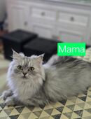 Kätzchen zu verkaufen in 55765