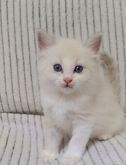 Ragdoll kitten - Laatzen