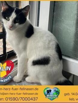 Calin sucht tolles Zuhause mit Freigang! - Waakirchen