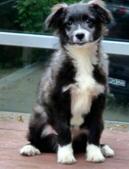 Pedro- auf PS in 90443 Nürnberg - Nürnberg