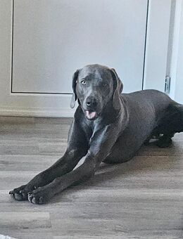 Toller Weimaraner Loki sucht liebevolles Zuhause 💚🐾 - Hamburg Hamburg-Nord