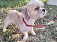 💜Mazsola 💜2-jähriger Shih Tzu Rüde - Kassel