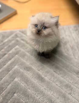 Liebevolle bkh kitten, geimpfte Britisch Kurzhaar Kitten suchen ein Zuhause - Aachen