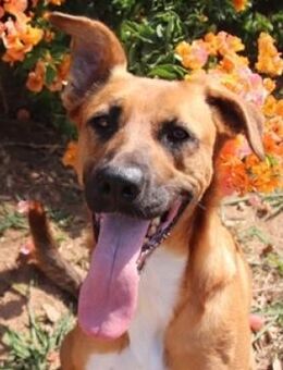 LOKI 2 sucht Familie - Gefrees
