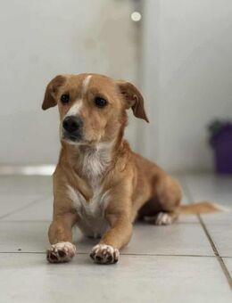 Benny Kokoni-Mix Rüde 2 Jahre alt GR - Reutlingen