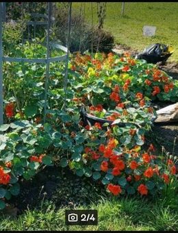 Kapuzinerkresse (Tropaeolum majus) - Horgenzell