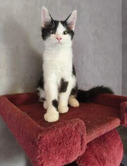 Maine Coon Kitten - Neukirchen (Hessen)