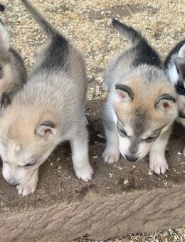 Siberian Husky Welpen ab 12.Woche abzugeben - Kyffhäuserland