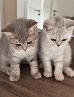 🐾 Britische Kurzhaar-Kätzchen suchen liebevolles Zuhause 🐾 - Hamm Zentrum