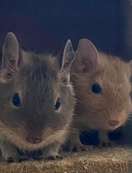 2 Degu Weibchen inkl Transportbox - Werdau