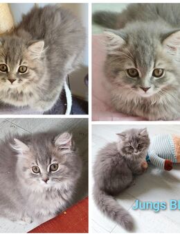 BLH KITTEN ABGABEBEREIT - Wuppertal