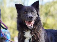 FlYNN sucht sein Für-Immer-Zuhause - Neuberg