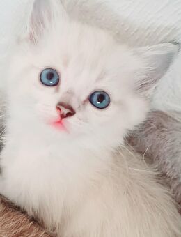 Noch 2 bildschöne Kitten - Essen Zentrum