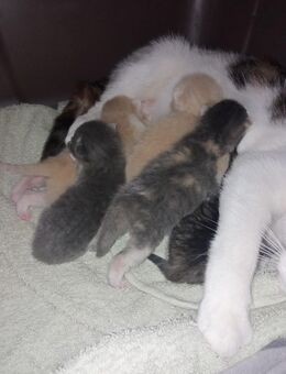 BKH Mix Kitten können reserviert werden - Herten