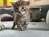 6 junge Kätzchen Kitten Anfang Juli abzugeben - Frauenneuharting