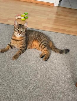 Katzenpärchen schweren Herzens abzugeben - Viersen