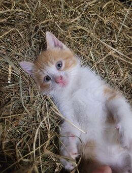 Europäische Kurzhaar Katzen kitten M/ W - Brüsewitz