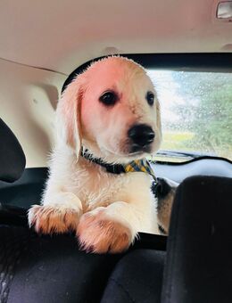 Golden Retriever Welpen sofort abzugeben - Haldensleben