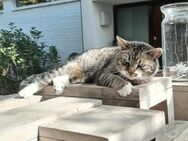 Vermittlungshilfe für Freigängerin Milie - Bad Camberg