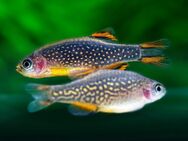 Perlhuhnbärbling (Danio margaritatus) - Bochum