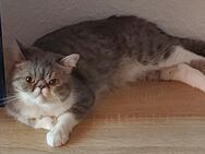 Leo sucht ein Liebes volles Zuhause - Aschersleben