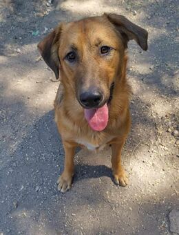 MAX - MÖCHTE TEIL DEINER FAMILIE SEIN - Alfeld (Leine)