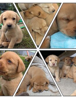5 Labradorwelpen in Champagner/Redchampagner - Ebersbach