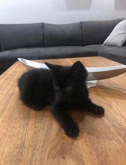 Babykatzen - Gelsenkirchen