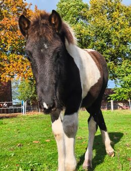 Isländer Mix Hengst Fohlen 135-145 - Lathen
