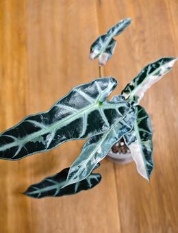Alocasia Bambino Pink - Driedorf