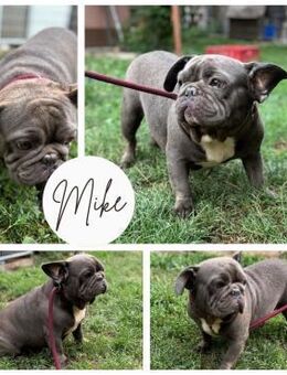 MIKE PP Toller Rüde sucht seine Familie - Neustadt (Rübenberge)
