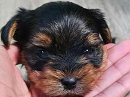 Yorkshire Terrier - Buch (Landkreis Rhein-Hunsrück-Kreis)