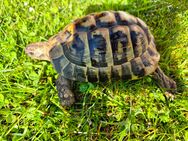 männliche griechische Landschildkröte - Gladbeck
