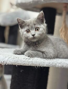 Bkh kitten abgabebereit - Aachen