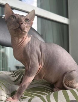 Sphynx Katze Warmherzig - Berlin