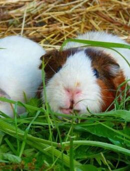 Meerschweinchen - Köln